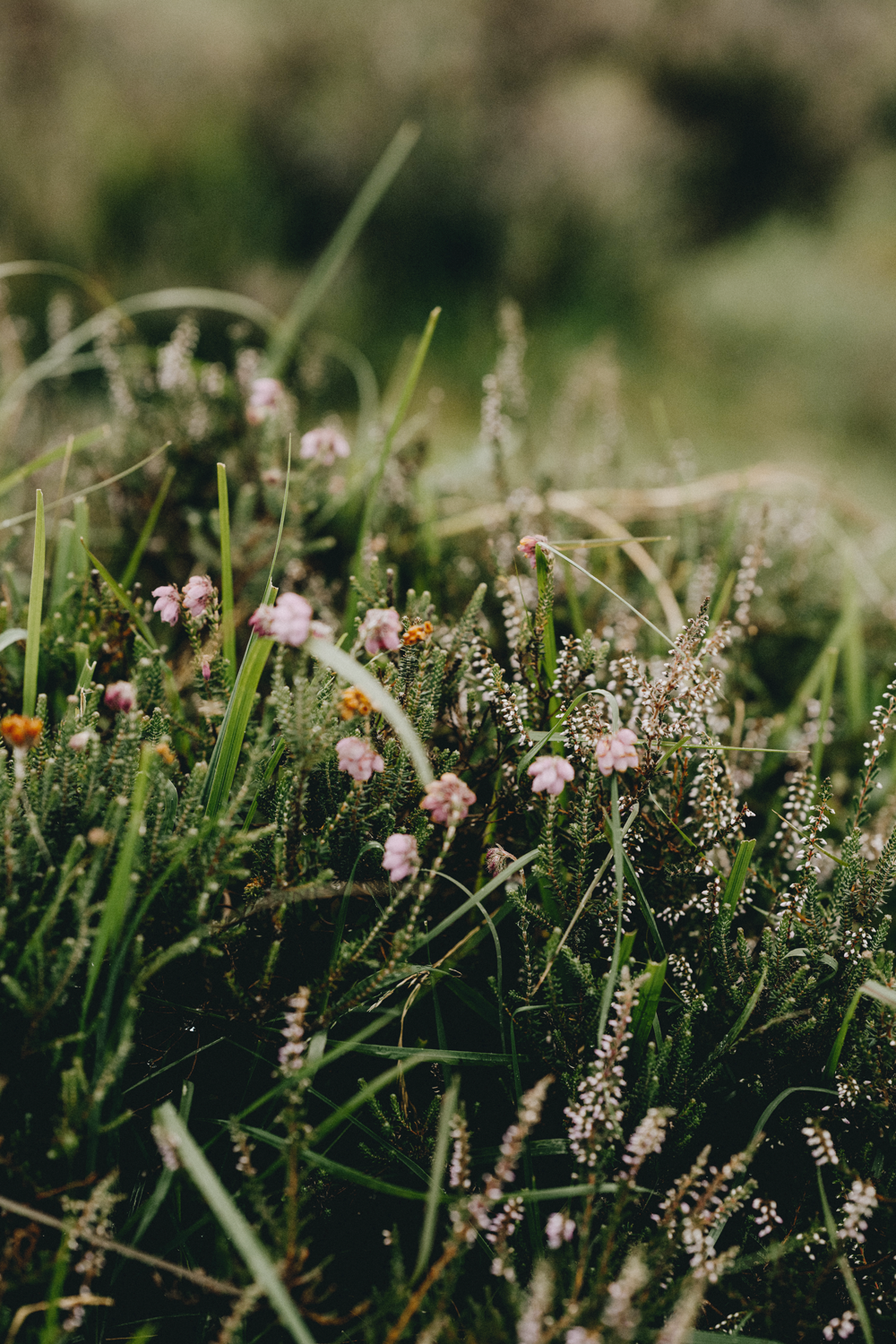 Detailaufnahme blühender Heide